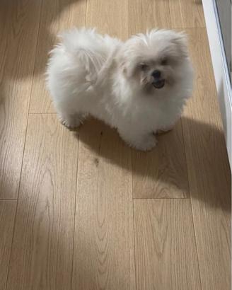 Maltipoo