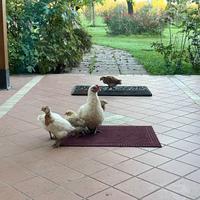 Galline da uova