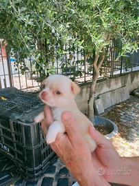 Chiwawa cane
