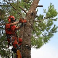 abbattimenti di alberi 