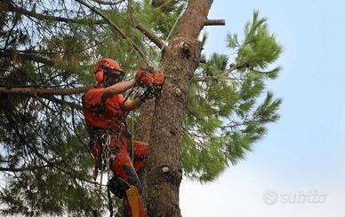abbattimenti di alberi 