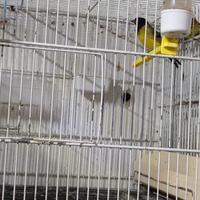 Lucherini testa nera e cardenalini del venezuela