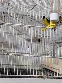 Lucherini testa nera e cardenalini del venezuela