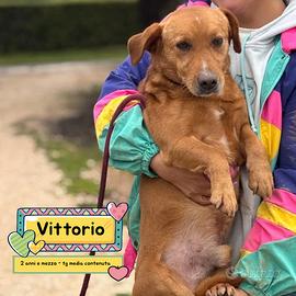 Vittorio cagnolino taglia media in adozione