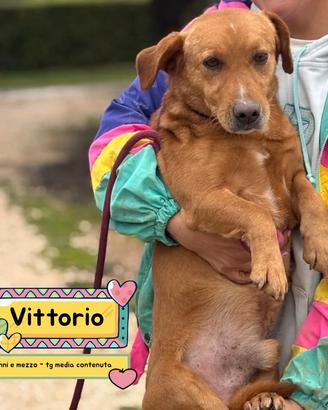 Vittorio cagnolino taglia media in adozione
