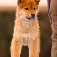 Cucciolo Shiba Inu nome Hiro con pedigree ENCI