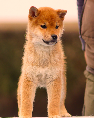 Cucciolo Shiba Inu nome Hiro con pedigree ENCI