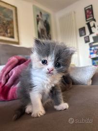 Cucciola gatto persiano