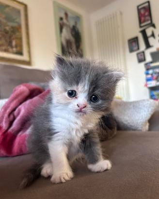 Cucciola gatto persiano