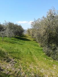 Terreno agricolo biologico certificato con oliveto