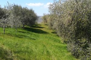 Terreno agricolo biologico certificato con oliveto