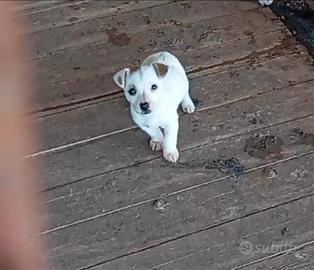 Jack Russell