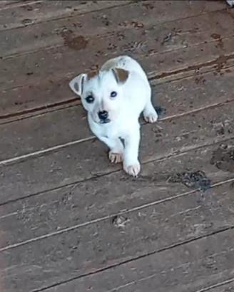 Jack Russell