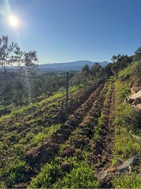 Terreno Agricolo a Monti