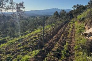 Terreno Agricolo a Monti
