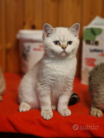 Femmina scottish straight