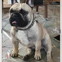 Bulldog Francese disponibile per monte - maschio
