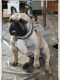 Bulldog Francese disponibile per monte - maschio