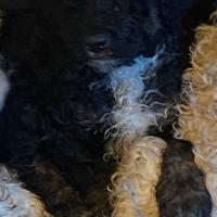 Cucciolo barboncino nano