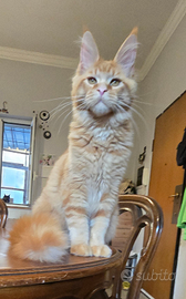 Maschio di maine coon
