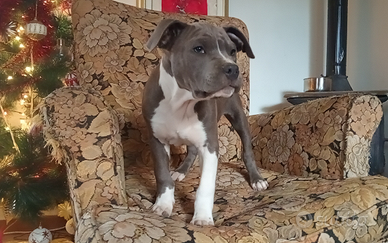 Cucciolo Amstaff Blue