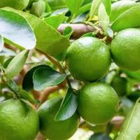 pianta limone tahiti, verdello