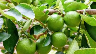 pianta limone tahiti, verdello