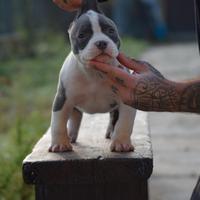 Cucciola american bully