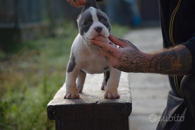 Cucciola american bully