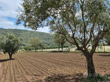 TERRENO AGRICOLO 489 MQ - BELLONA