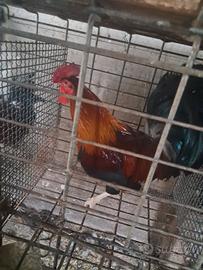 Gallo