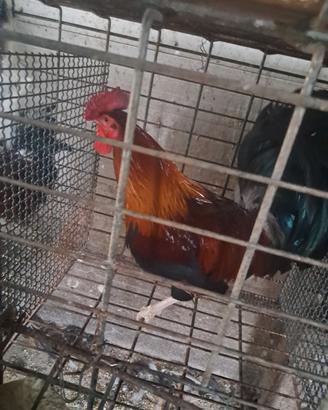 Gallo