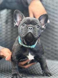 Bulldog francese