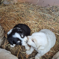 Cuccioli di pastore