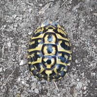 Tartaruga di terra Testudo Hermanni