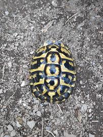 Tartaruga di terra Testudo Hermanni