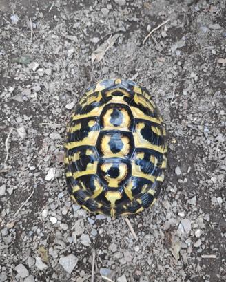 Tartaruga di terra Testudo Hermanni