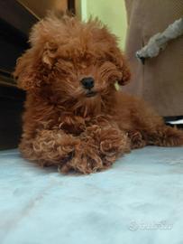 Barboncino toy red