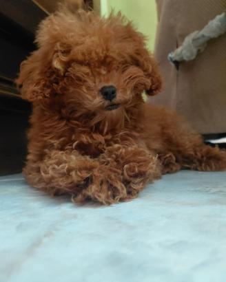 Barboncino toy red