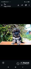 Cuccioli di pastore tedesco