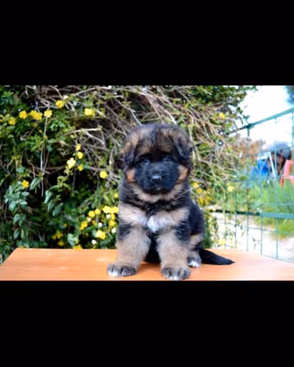 Cuccioli di pastore tedesco