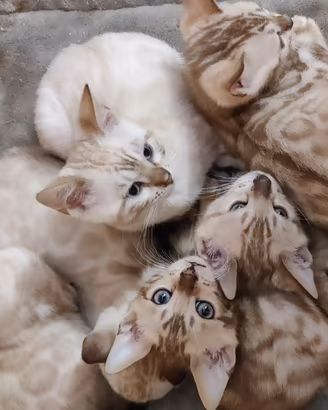 Snow Bengal