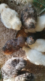 Polli di gallina Moroseta