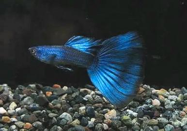 Guppy blu moscow