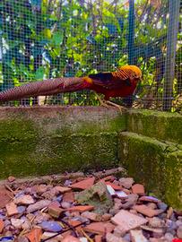 Fagiano dorato rosso