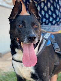 Felix, un ingiusto destino