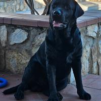 Accoppiamento Labrador