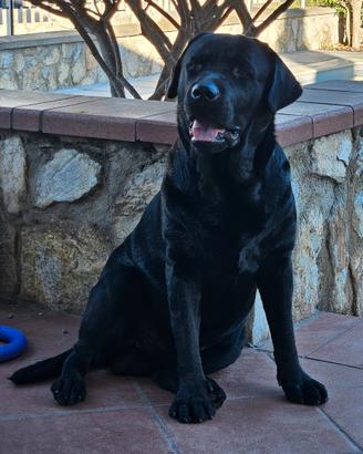 Accoppiamento Labrador