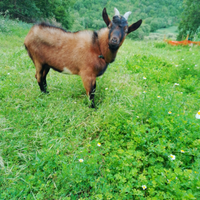 Capra