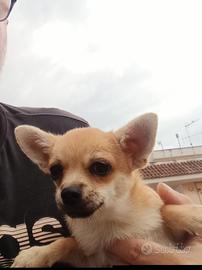 Cucciolo chihuahua pelo corto